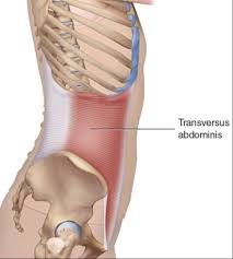 Le bon fonctionnement de ce groupe de muscles du elle affecte directement les muscles du dos impliqués et se traduit par une sensation de faiblesse et l'apparition d'une douleur assez localisée (bas du dos. L Importance Du Muscle Transverse De L Abdomen Dans Les Douleurs Lombaires Interphysio Cliniques De Physiotherapie