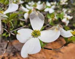 Image result for Rhynchosia tricuspidata