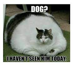 They are so easy to be found and used! Pin On Cat