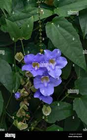 Image result for Thunbergia vogeliana