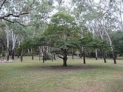 Image result for Libidibia coriaria