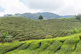 Yes, it's not perfect and you will have to close your eyes on some. Tea Plantation Cameron Highlands Pahang Malaysia Background Scenics Stock Photo 193524492