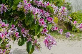 Image result for Bauhinia monandra