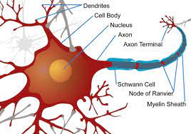 Check spelling or type a new query. Neuron Structural And Functional Unit Of Neural System Ck 12 Foundation