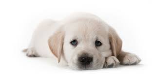 Check spelling or type a new query. Mississippi Puppies For Sale From Vetted Dog Breeders In Ms