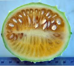 Image result for Acanthosicyos naudinianus