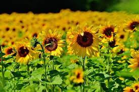 Indoor germination usually happens in 6 to 10 days. Sunflowers How To Plant Grow And Care For Sunflower Plants The Old Farmer S Almanac