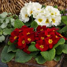 Image result for Primula