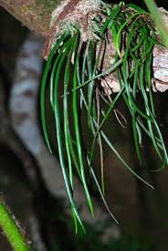 Image result for Vittaria guineensis