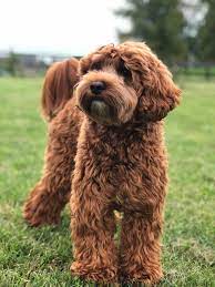 Upcoming Litters - Heritage Manor Labradoodles Labradoodle Labradoodle Puppies For Sale Labradoodle Puppy