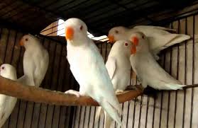 Harga lovebird pastel violet (pasvio). 2 Cara Mencetak Lovebird Albino Mata Merah Langka Burungnya Com