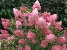 The other two participants were carlo boszhard and monica geuze. Hydrangea Paniculata Mega Mindy