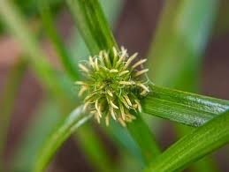 Image result for Kyllinga stenophylla