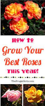 Rose Gardening Tips The Frugal Girls Best Roses Growing Roses Rose Garden