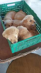 Golden retriever golden retriever kelysh blej golden retriever golden retriever qen golden retriever golden retriever shitje ne kosove golden retriever puppies ne shitje gjilan biresim golden retriever. Golden Retriever Mitrovice