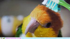 Black Cartoon Bird With Spiky Hair Https Encrypted Tbn0 Gstatic Com Images Q Tbn 3aand9gcsgo45iajex5hqwhol39oibehe 3nnhfpcepa Usqp Cau