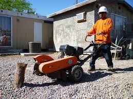Here we have everything you need. Stump Grinding Tree Stump Removal Affordable Tree Service Las Vegas Nv
