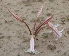 Image result for Crinum crassicaule
