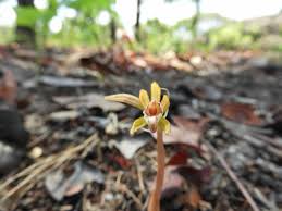 Image result for Nervilia kotschyi