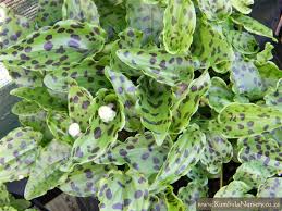 Image result for Drimiopsis