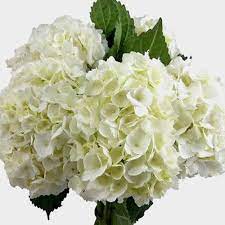 5280flowers.com is your one stop shop for flowers in the denver metro area. White Hydrangea Flowers Bulk Wholesale Blooms By The Box