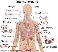 Portions of the intestines are on the left side. Pin On Human Body Picture