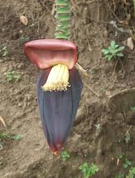 Image result for Musa paradisiaca