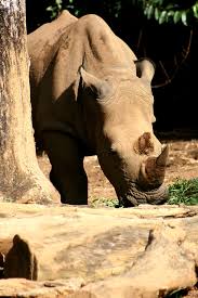 More than 1200 animals of 215 species can be found at the malacca zoo. White Rhino Zoo Melaka Ayer Keroh Melaka Bandaraya Berse Flickr