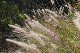 Image result for Cenchrus setaceus