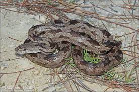 Gray Rat Snake Elaphe Obsoleta Spiloides Rat Snake Snake Corn Snake