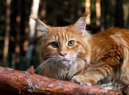 Se pronuncia kister watch the latest video from maicon küster (@maiconkuster). Maine Coon Katze Im Rasseportrait Zooroyal Magazin