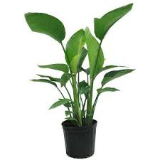 Flowers can develop, but unfortunately they don't typically. 60 In Indoor Plants Plants Garden Flowers The Home Depot