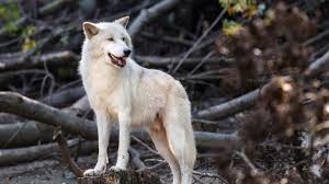 Maybe you would like to learn more about one of these? Wallpaper White Wolf Predator Wildlife 1920x1200 Hd Picture Image
