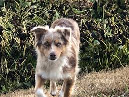 The current median price of aussiedoodles in florida is $2,399.00. F1 Mini Aussie Doodles Puppies For Sale F1aussiedoodles In Iowa