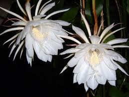 Blumensorten, wie germini, spraynelken, chartamus, lisianthus und statice werden verarbeitet. Kostenloses Exotische Blumen 1 Photos Freeimages Com