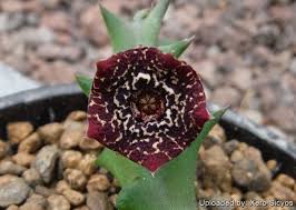 Image result for Orbea carnosa