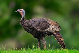 21.67*.49=$10.62 /8.125 lbs = which boils down to $1.31 per pound. Wild Turkey National Geographic