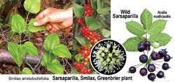 Maybe you would like to learn more about one of these? Smilax Ornata Article About Smilax Ornata By The Free Dictionary