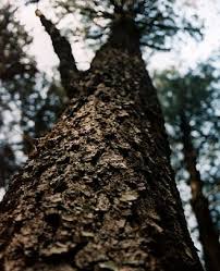 Image result for Pinus maximinoi