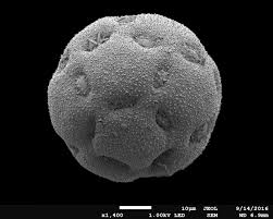 Image result for Xenostegia pinnata