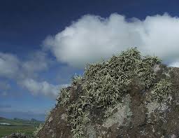 بحث عن الطحالب المرسال