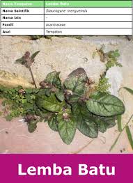 Pokok herba untuk lelaki pokok kemangi daun kemangi dalam bahasa malaysia herba untuk lelaki nama lain daun tulsi daun. Tenaga Batin Wannura