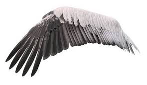 White Bird With Wings Spread Stock Photo Bird Wings Wings Drawing Wings