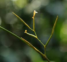 Image result for Sarcophrynium prionogonium