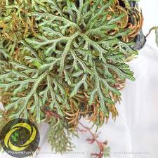 Image result for Fuirena sagittata