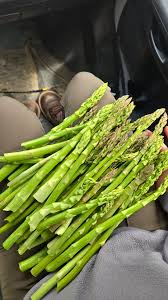 Image result for Asparagus petersianus