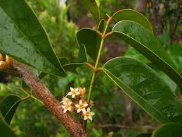 Image result for Connaraceae