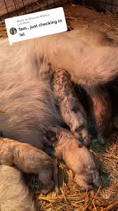 Replying to @Shawna White You know how is Mamas are. Babies always come in  the night. Currently getting Gemma comfy in time fore more to arrive.  #pupdate #lookwhatwefound #gemmadog #farmfam ...