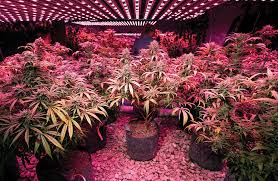 With the ability to manage multiple the new k5 wifi grow light greatly amplifies quality and potency, with newly enhanced uv diodes to increase terpene and flavor profiles, and will. Kind Led K5 Xl1000 Review And What It Can Do For Your Grow Op