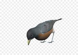 Pembayaran mudah, pengiriman cepat & bisa cicil 0%. Dove Bird Png Download 836 637 Free Transparent Bird Png Download Cleanpng Kisspng